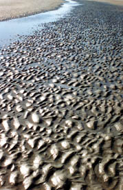 9-FOLLY BEACH AT LOW TIDE